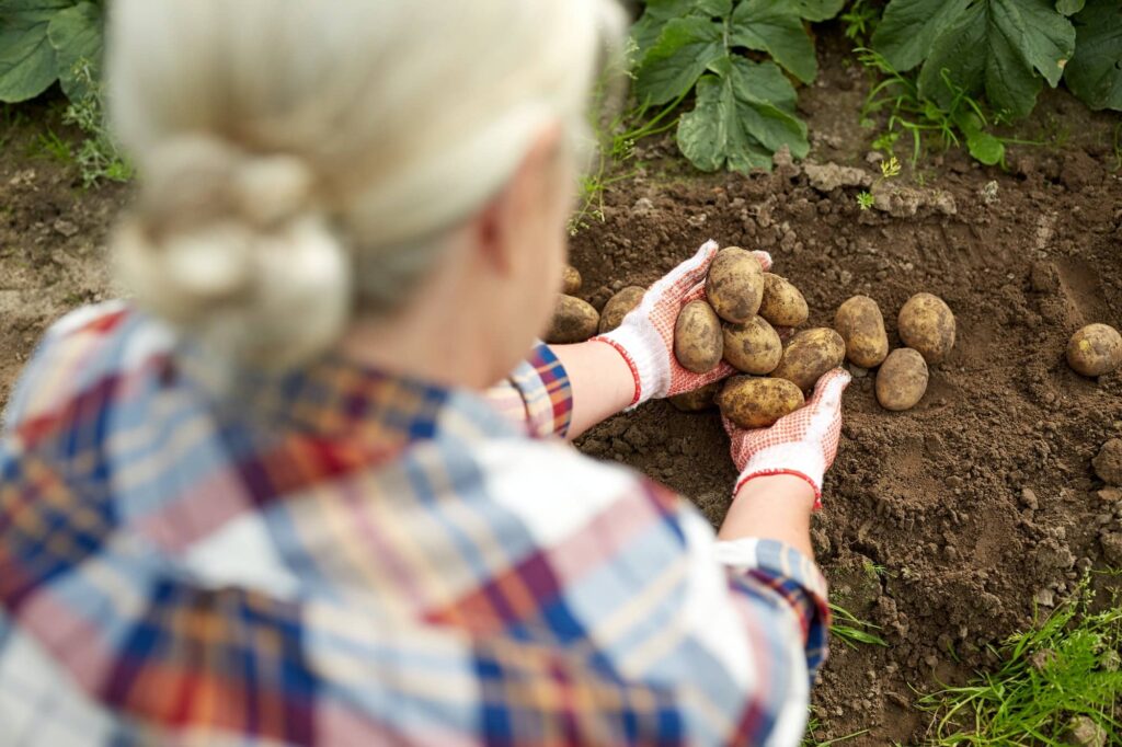 farmer-with-potatoes-at-farm-garden.jpg